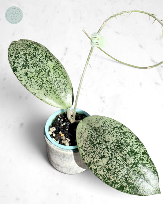 Hoya sp. Ponorogo (silver)