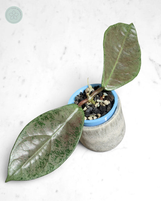 Hoya sp. Lai Chau (silver)