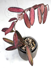 Load image into Gallery viewer, Hoya sigillatis (variegated splash)