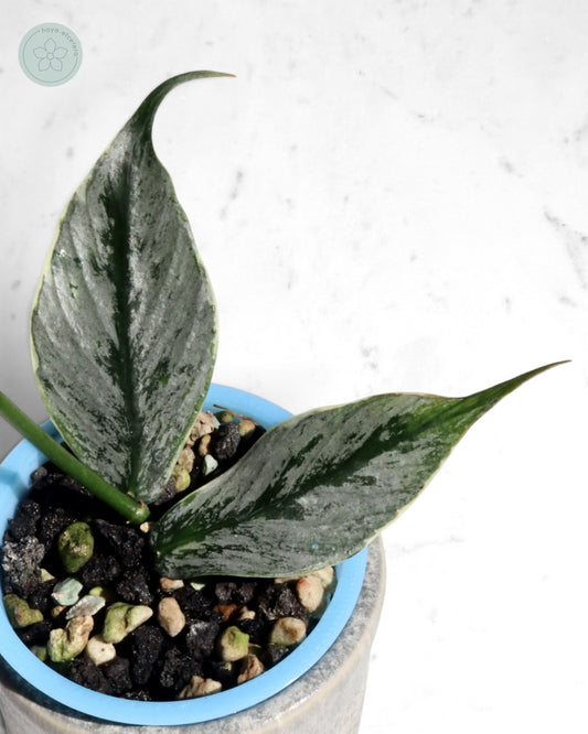 Hoya polyneura 'Diem Fairy Queen' (albo silver)