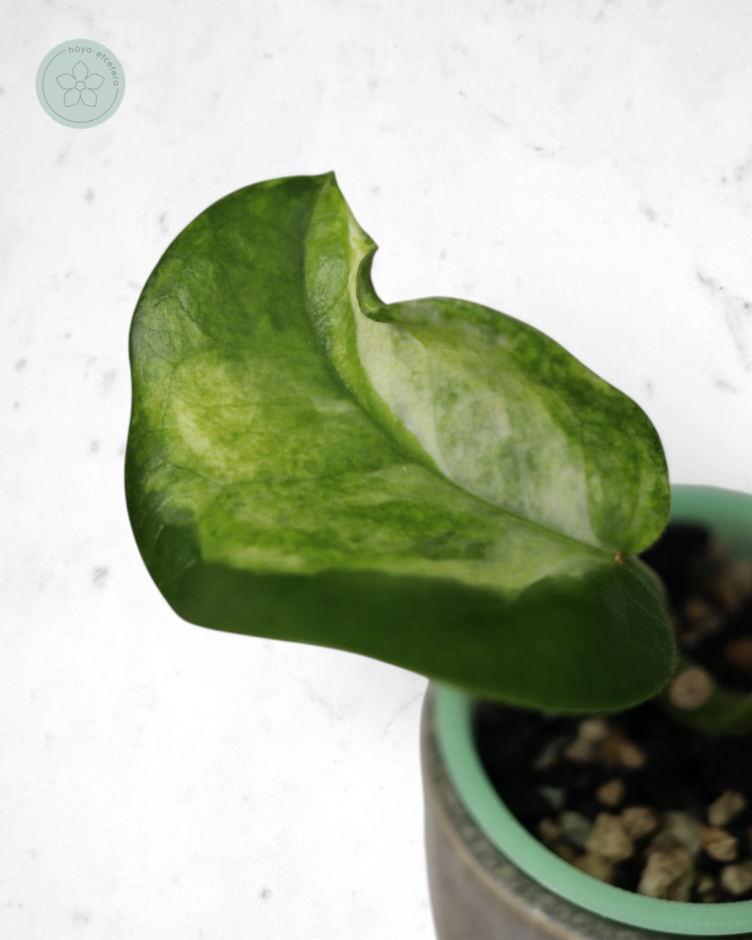 Hoya australis (peridot)