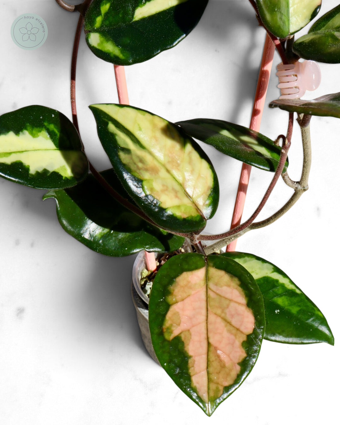 Hoya 'Momo'