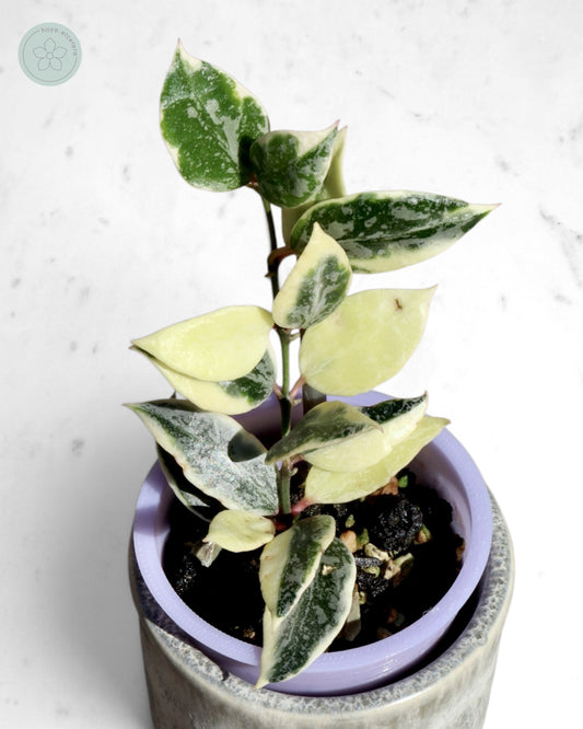 Hoya lacunosa 'Lumina'