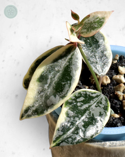 Hoya lacunosa 'Lumina'