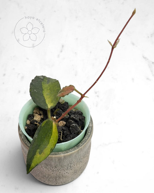 Hoya caudata (variegated)
