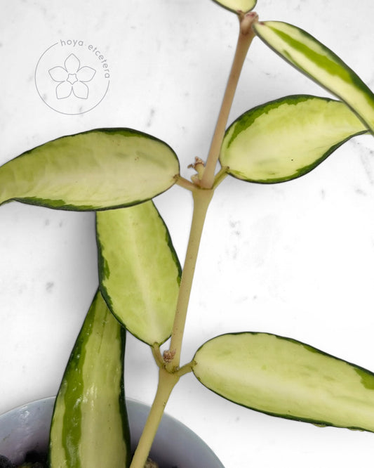 Hoya burmanica (variegated)