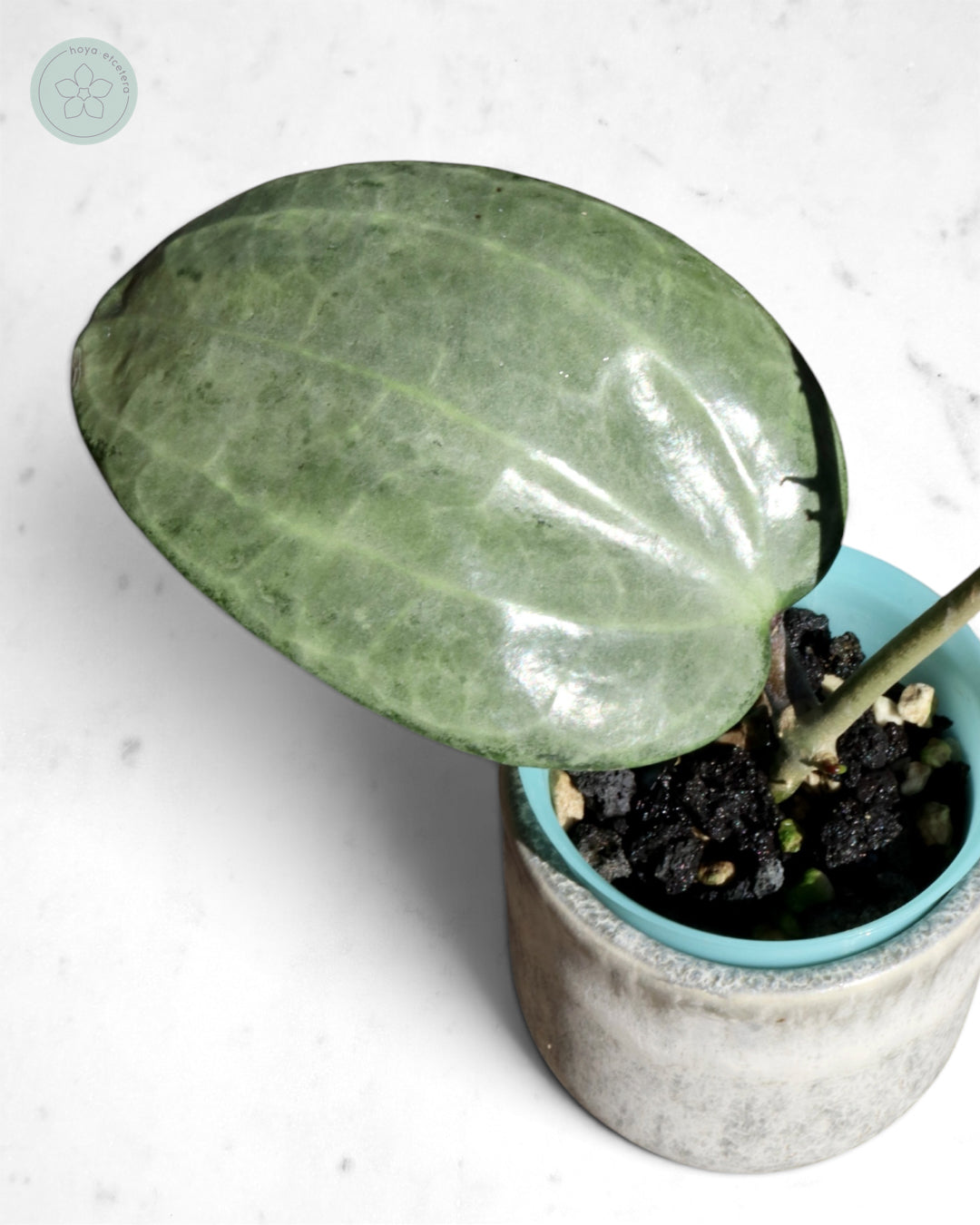 Hoya latifolia (silver)