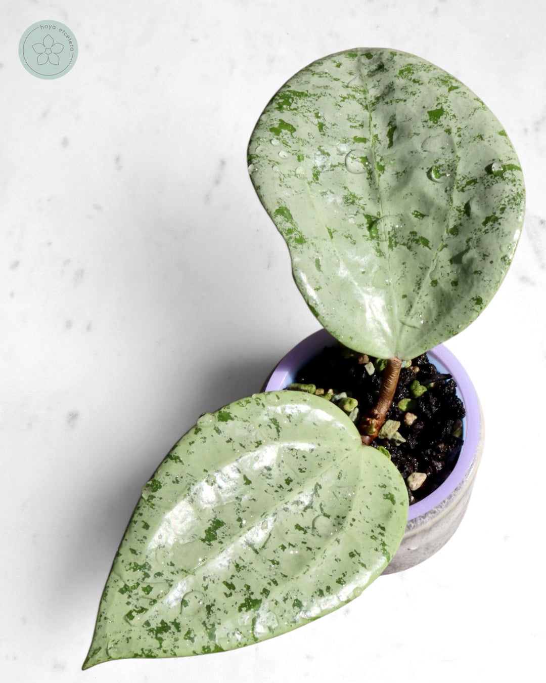 Hoya glabra 'Gin' (silver)