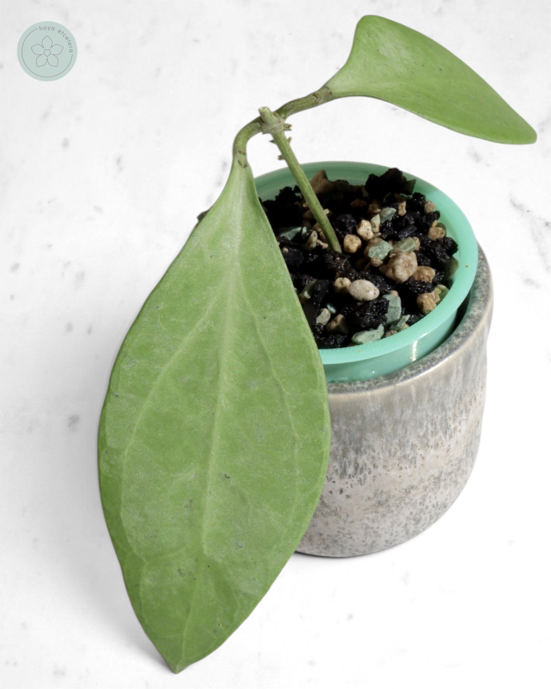 Hoya 'Eliora'