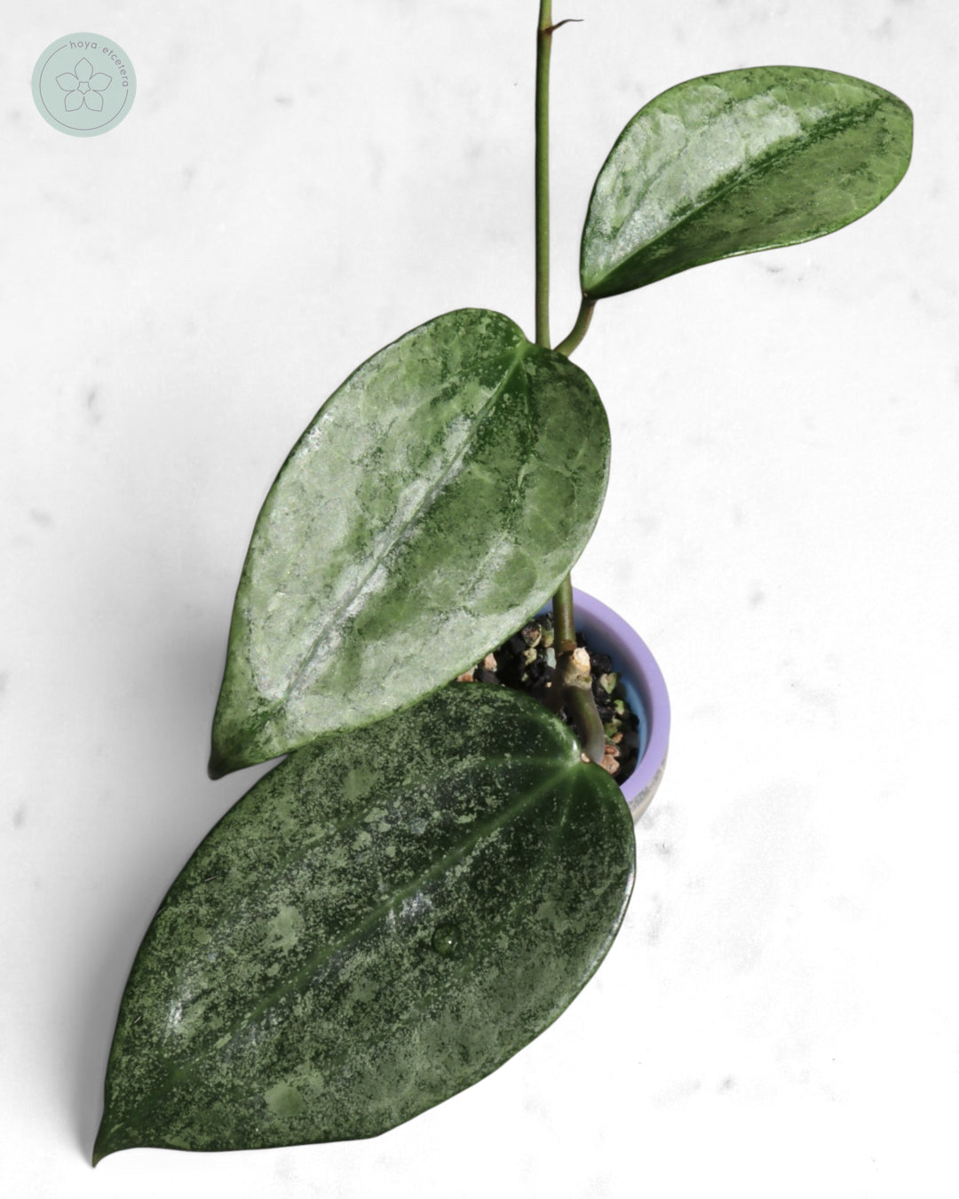 Hoya 'Rimba Perak' (silver)