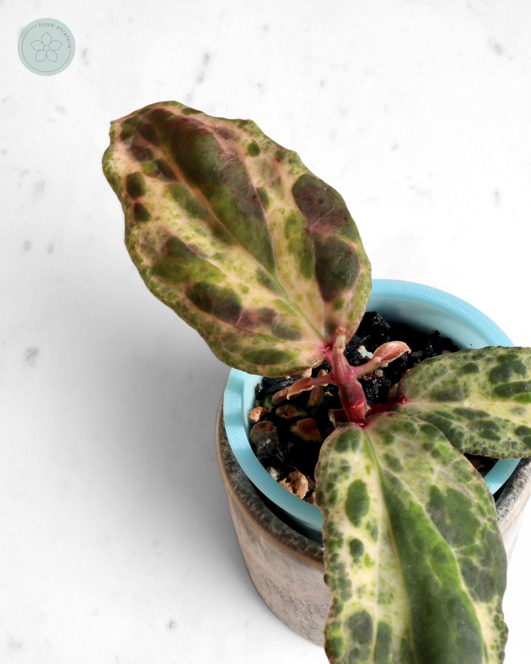 Hoya 'Swiffer’s Nightmare'