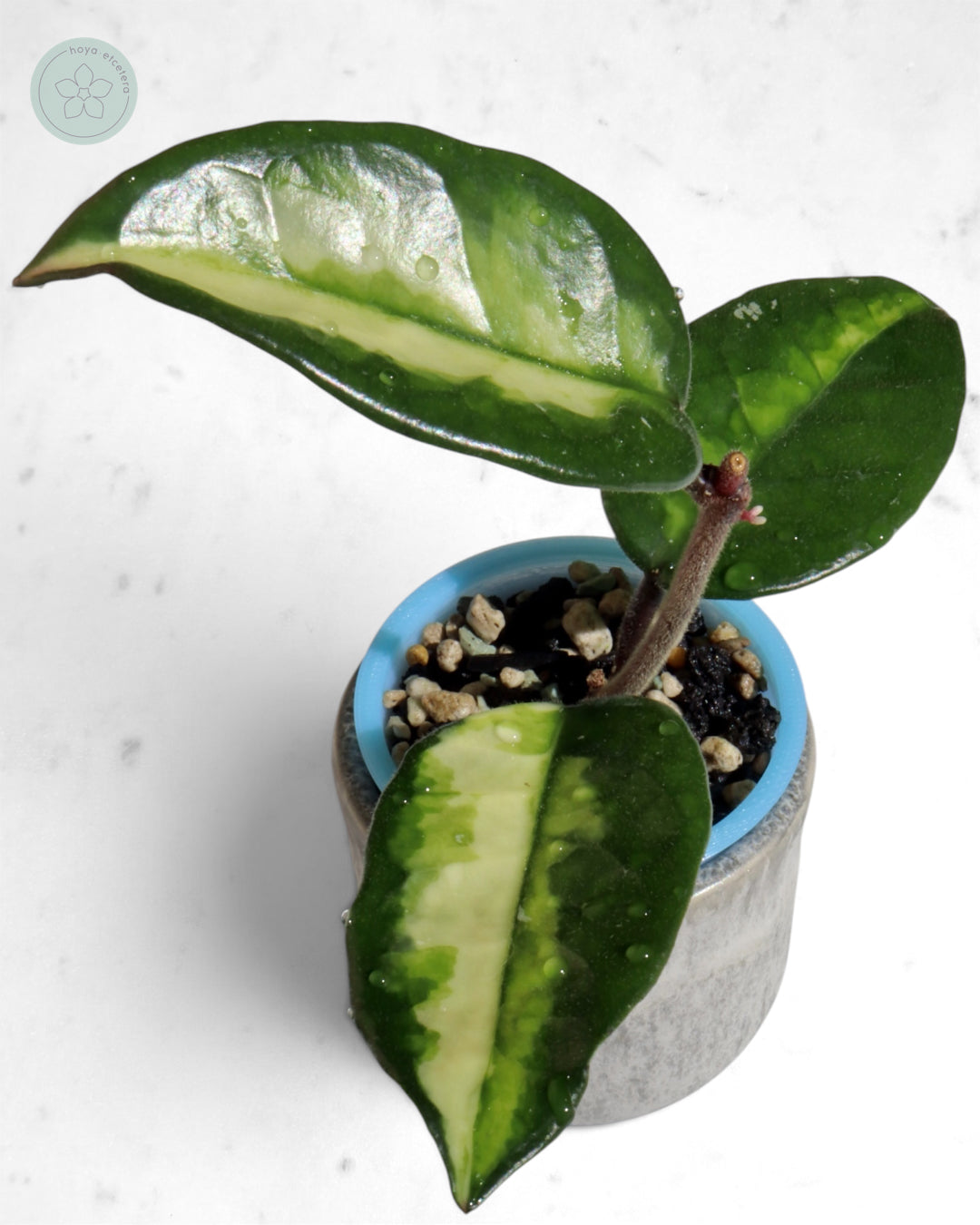 Hoya 'Momo'