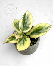 Load image into Gallery viewer, Hoya para 'Emerald Frost'