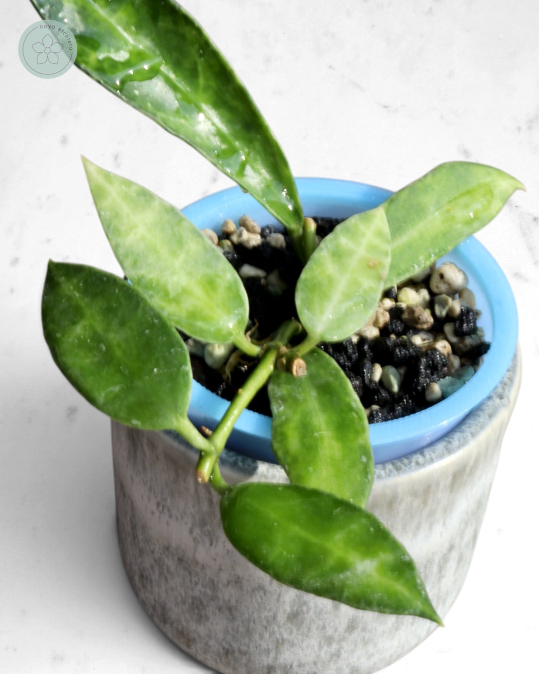 Hoya lacunosa (Peridot)