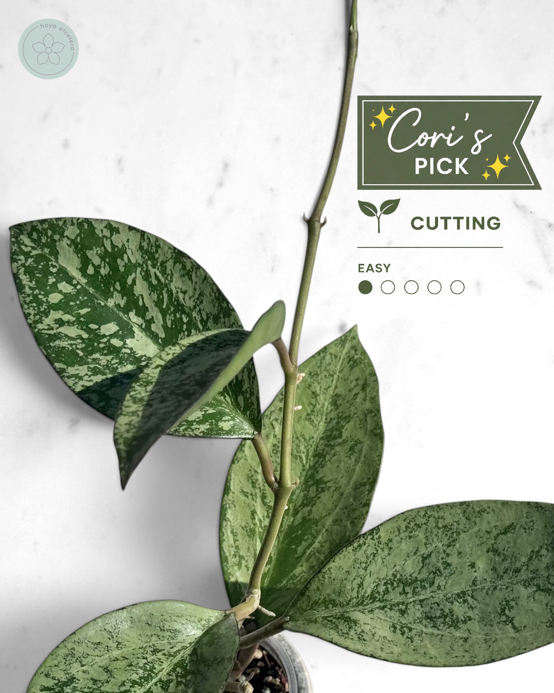 Hoya patcharawalai (splash/silver)