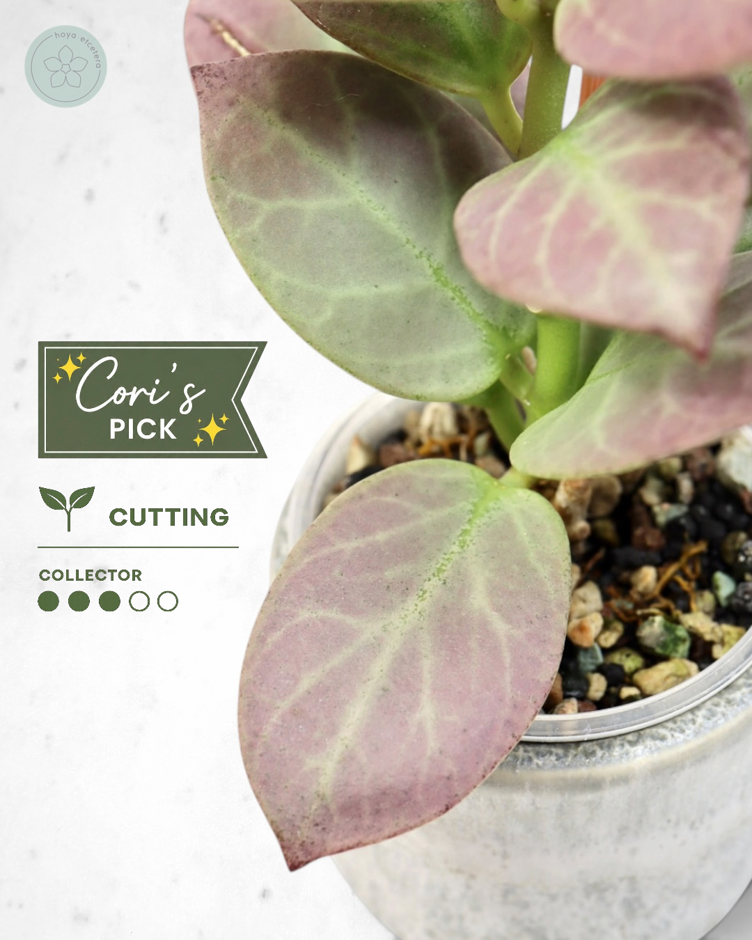 Hoya obscura 'Cryptic Chrome' CML-09-21-A