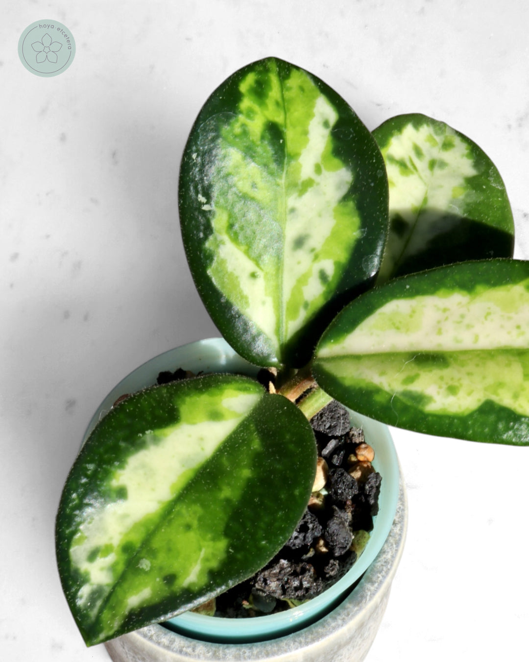 Hoya carnosa 'Madara' (Green Edge) – Hoya etcetera