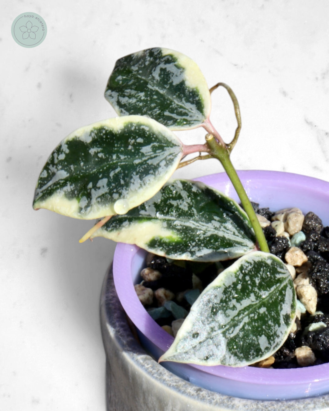Hoya lacunosa 'Lumina'