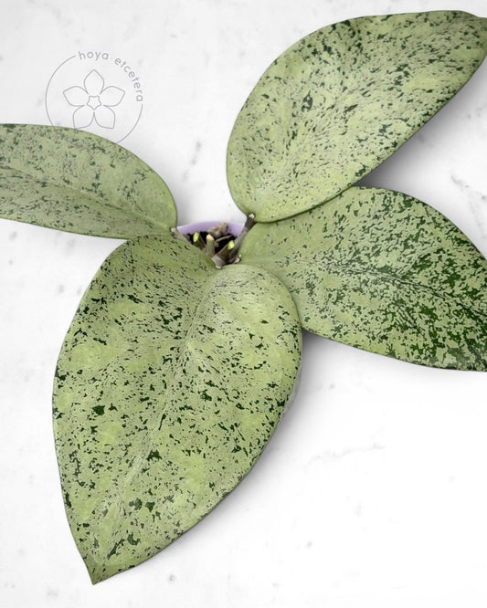 Hoya sp. Ponorogo (silver)