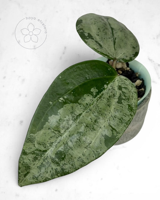 Hoya latifolia 'MRH'