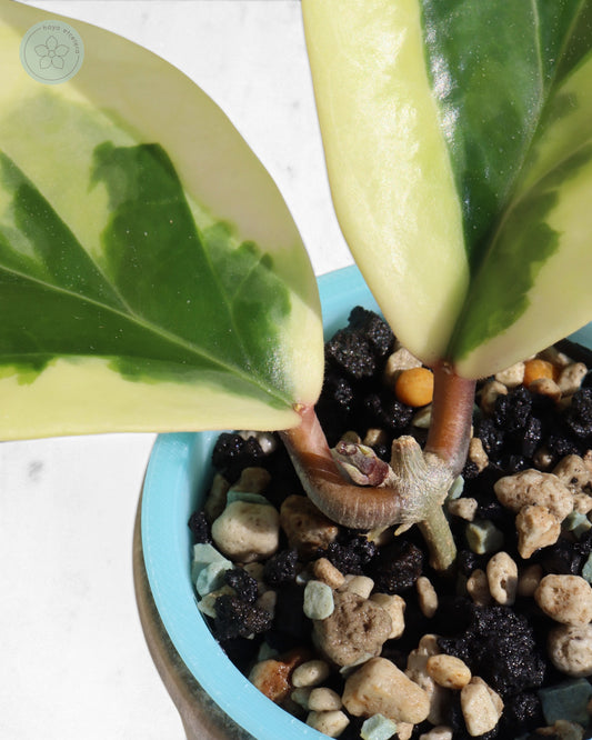 Hoya ilagiorum (albo)