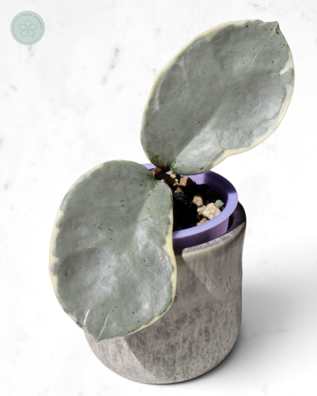 Hoya carnosa 'Argentea Picta' 🌱 cutting