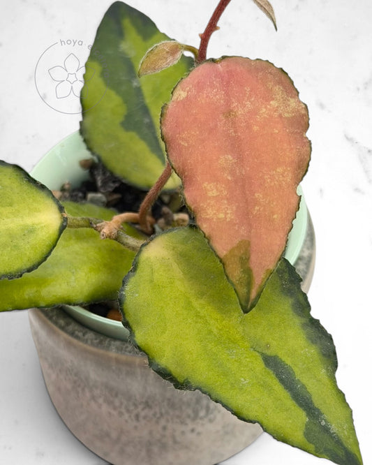 Hoya caudata (variegated)