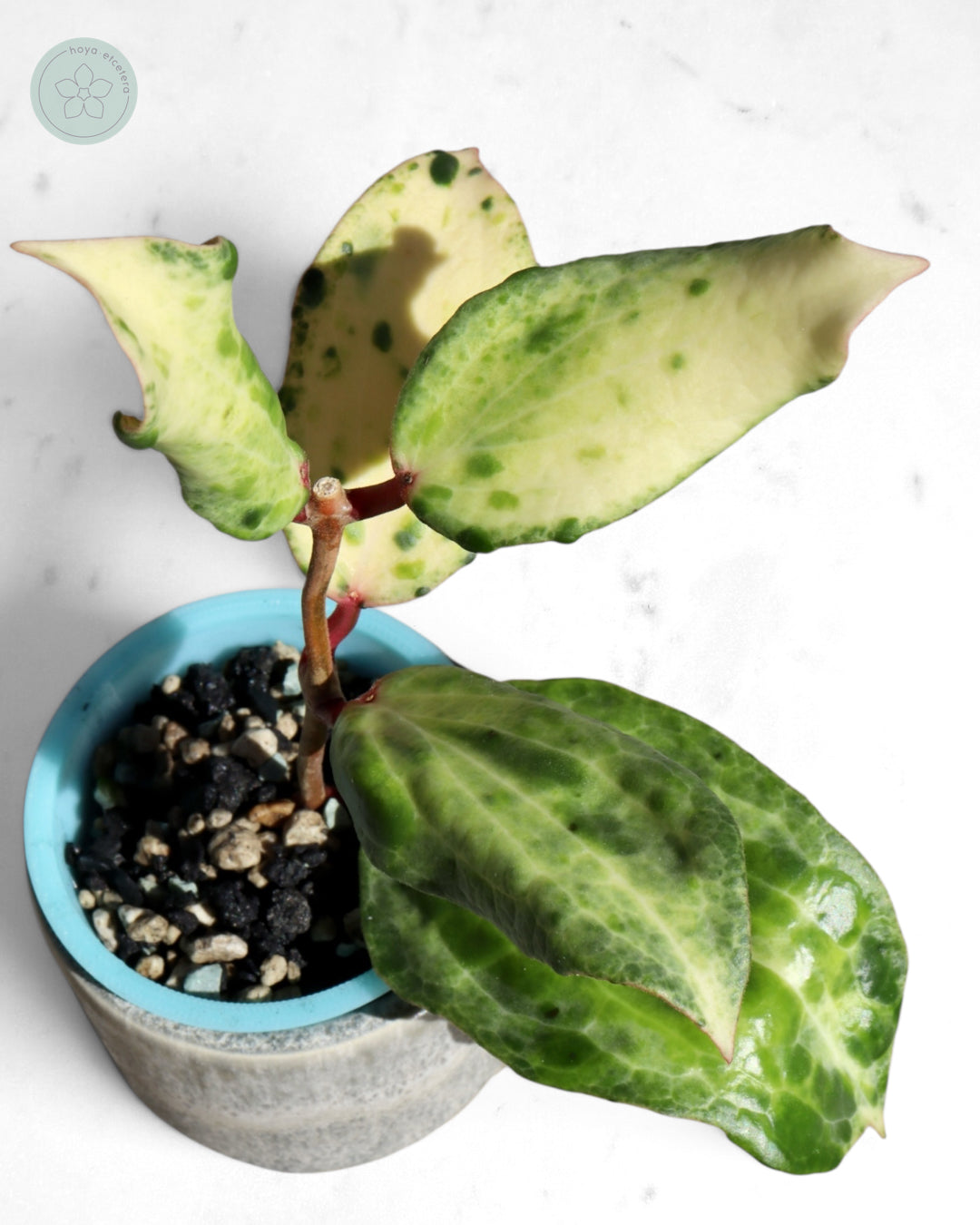 Hoya 'Crocodile'