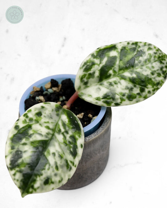 Hoya carnosa 'Madara' (Snow Angel)