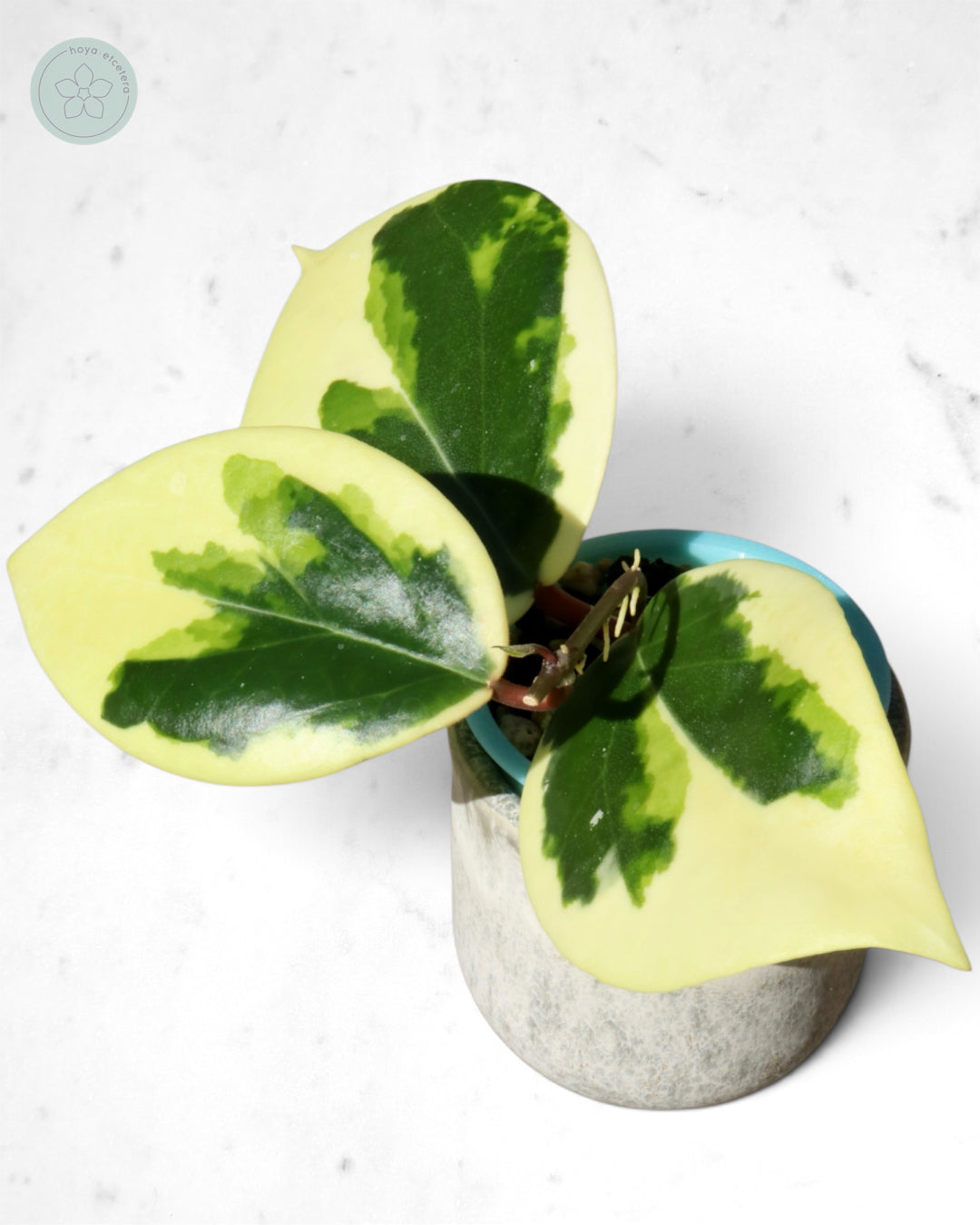 Hoya ilagiorum (albo)