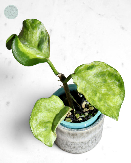Hoya australis (peridot)