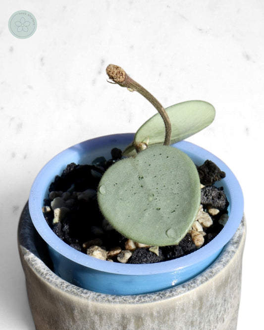 Hoya 'Grey Fairy'