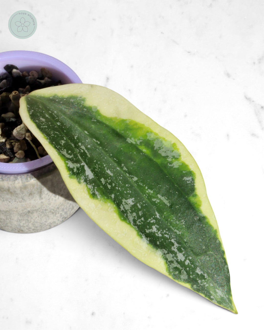 Hoya sp. Rangsan (albo splash)