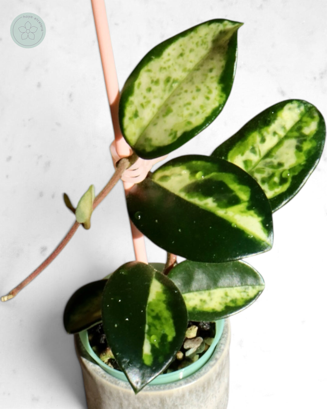 Hoya carnosa 'Madara' (Green Edge)