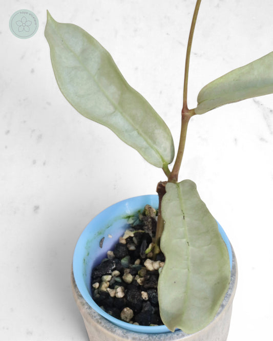 Hoya mitrata (sp. Buntok silver AH clone)