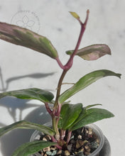 Charger l'image dans la galerie, Hoya 'Crocodile' 🦄