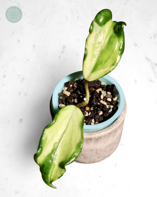 Hoya quinquenervia (variegated)