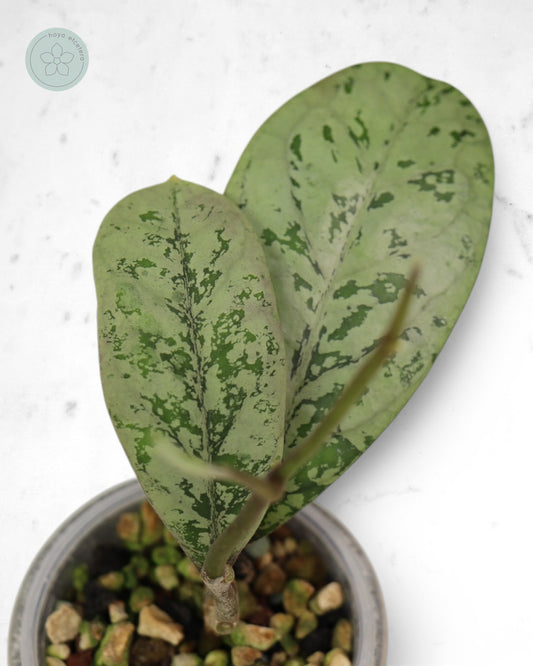 Hoya 'Lorelai'