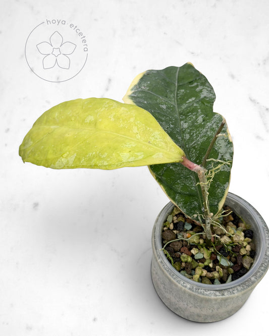Hoya 'Teddy Bear' (albo)