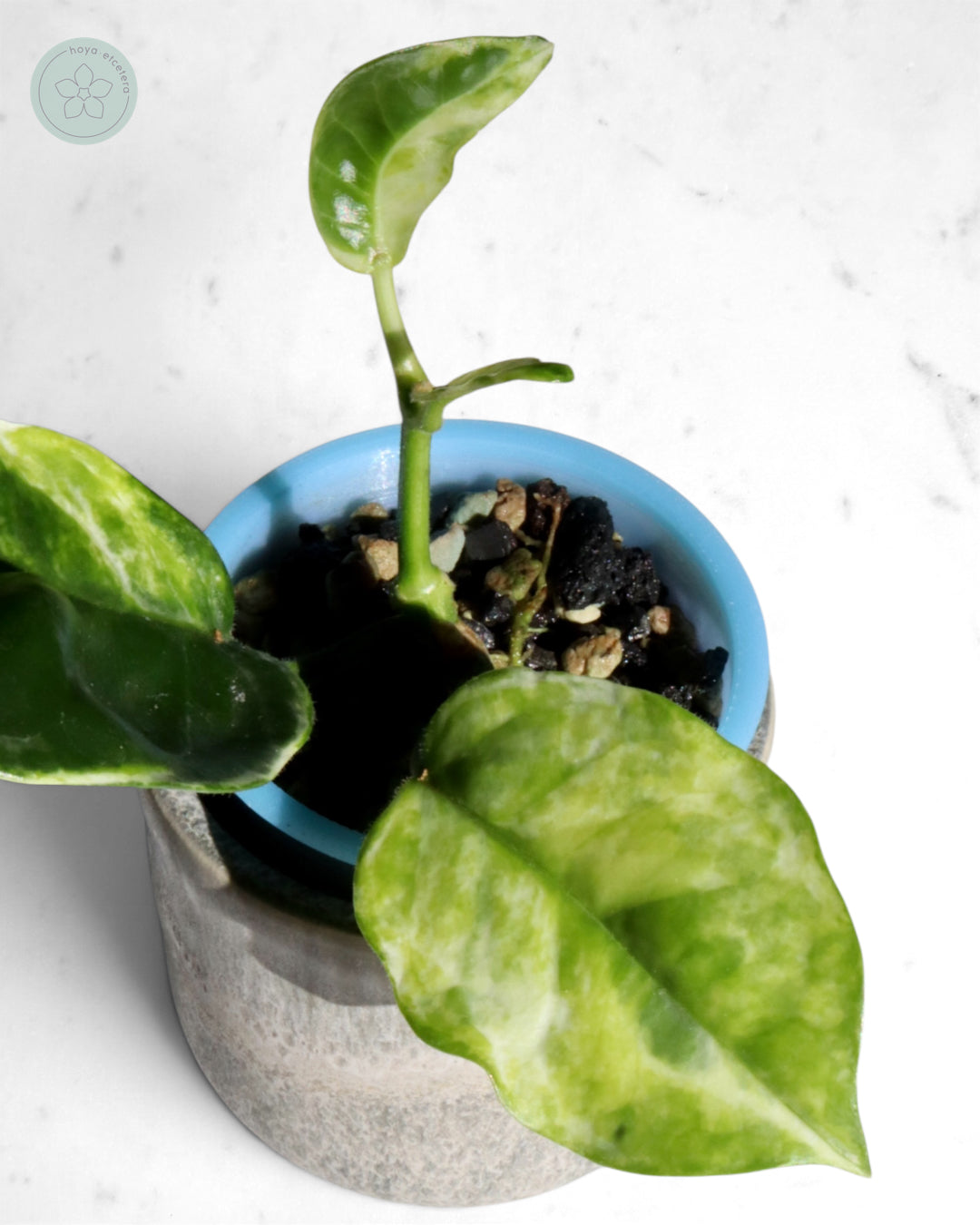 Hoya australis (peridot)
