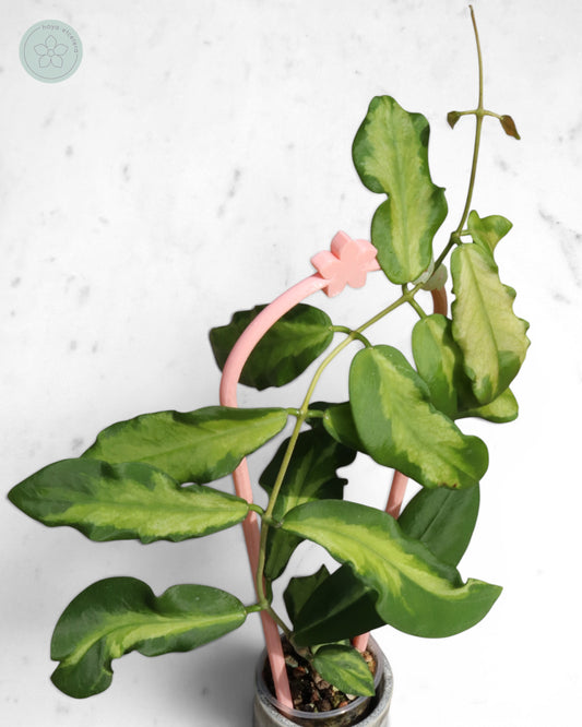 Hoya pimenteliana (variegated)