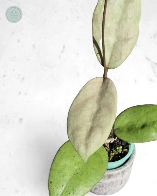 Hoya sp. Menak Sopal (silver)