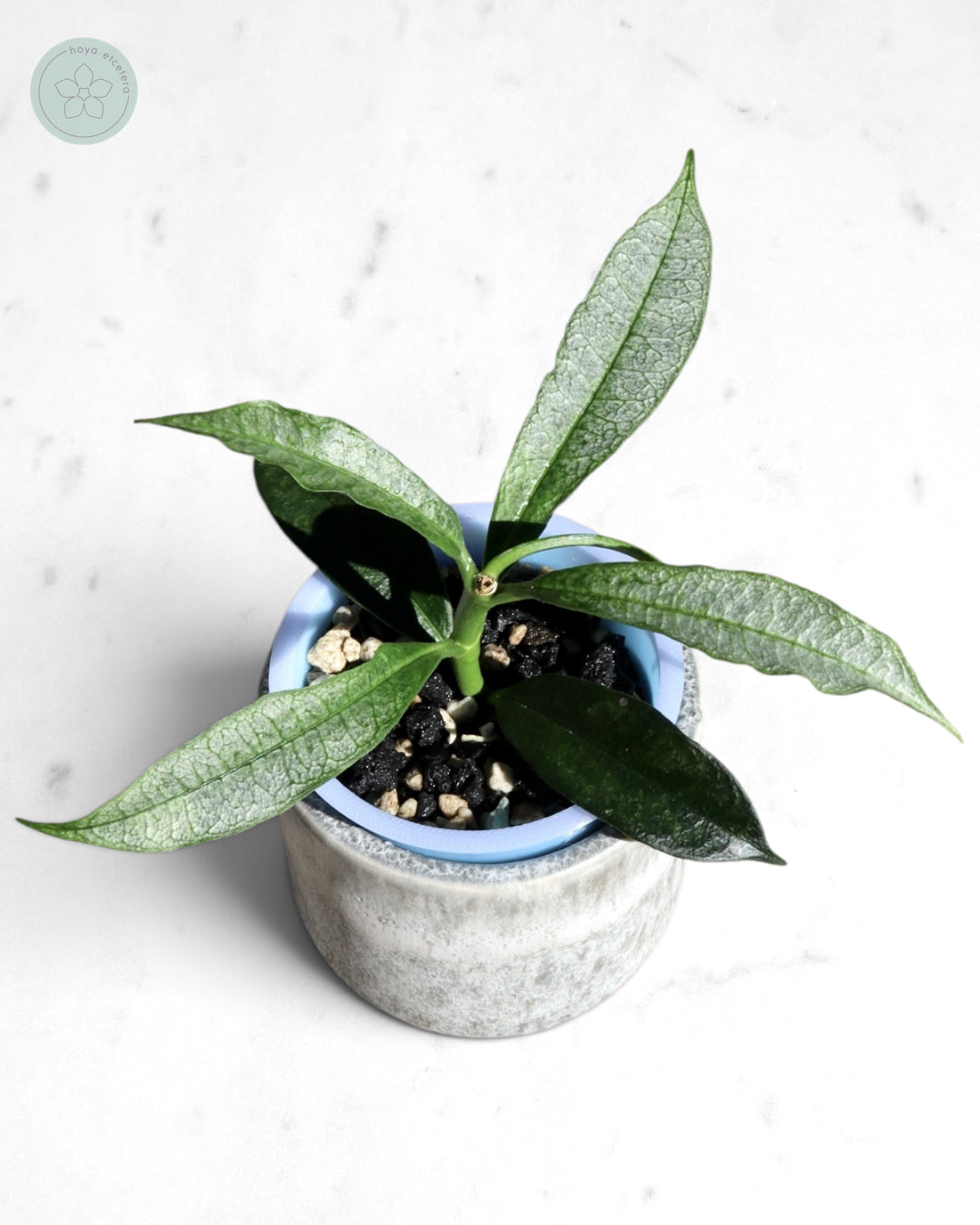Hoya irisae (silver)
