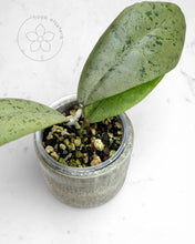 Load image into Gallery viewer, Hoya sp. Kalbar (silver)