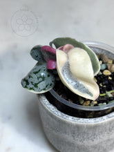 Load image into Gallery viewer, Hoya compacta 'Oblak' 🦄