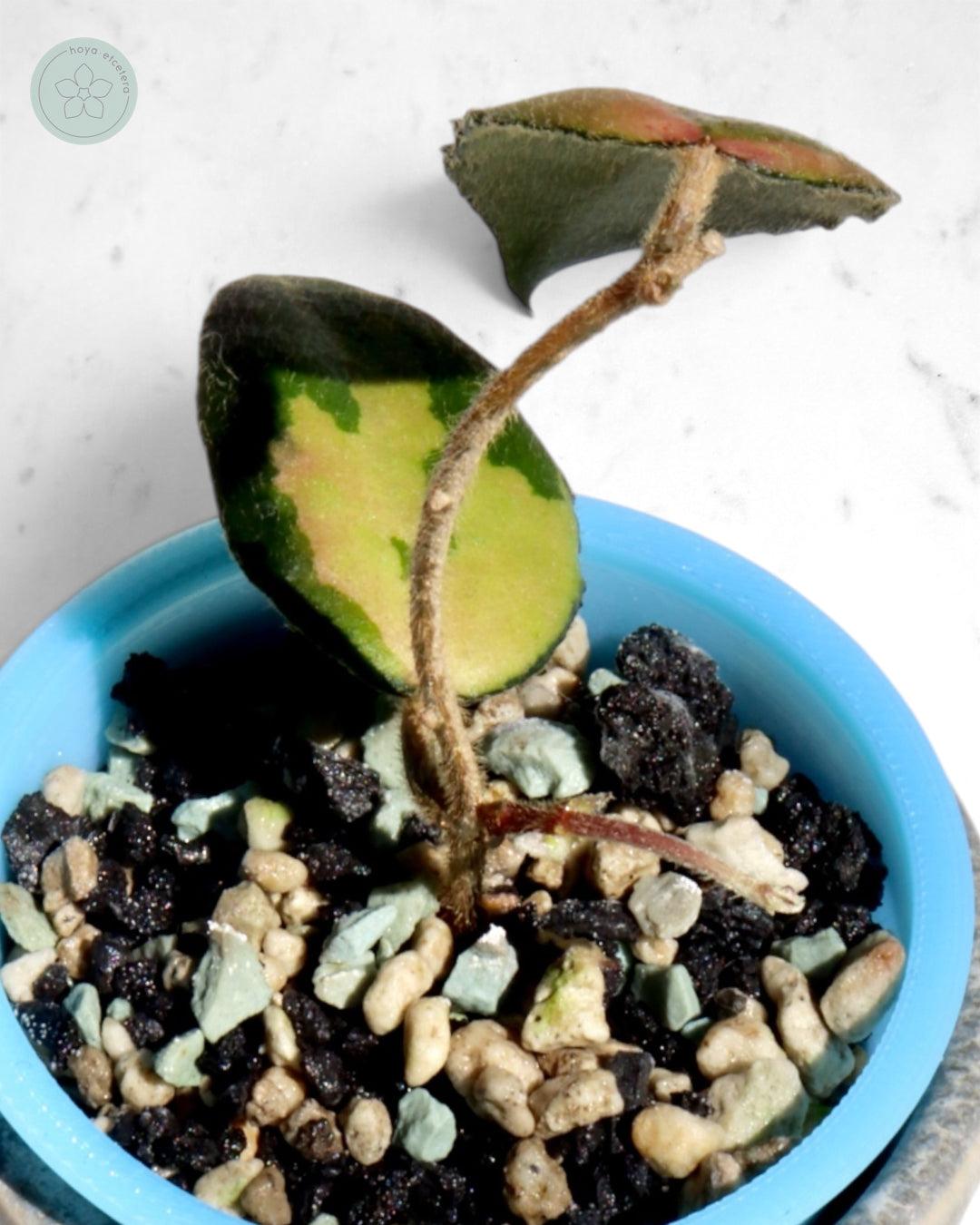 Hoya caudata (variegated)