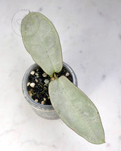 Load image into Gallery viewer, Hoya mitrata (sp. Buntok silver AH clone)