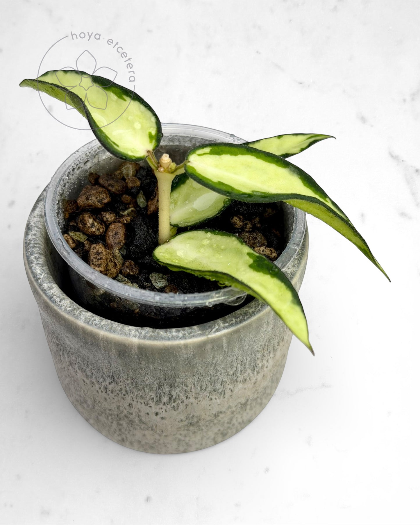 Hoya burmanica (variegated)