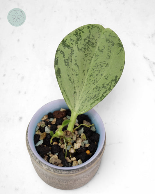 Hoya subquintuplinervis (silver)