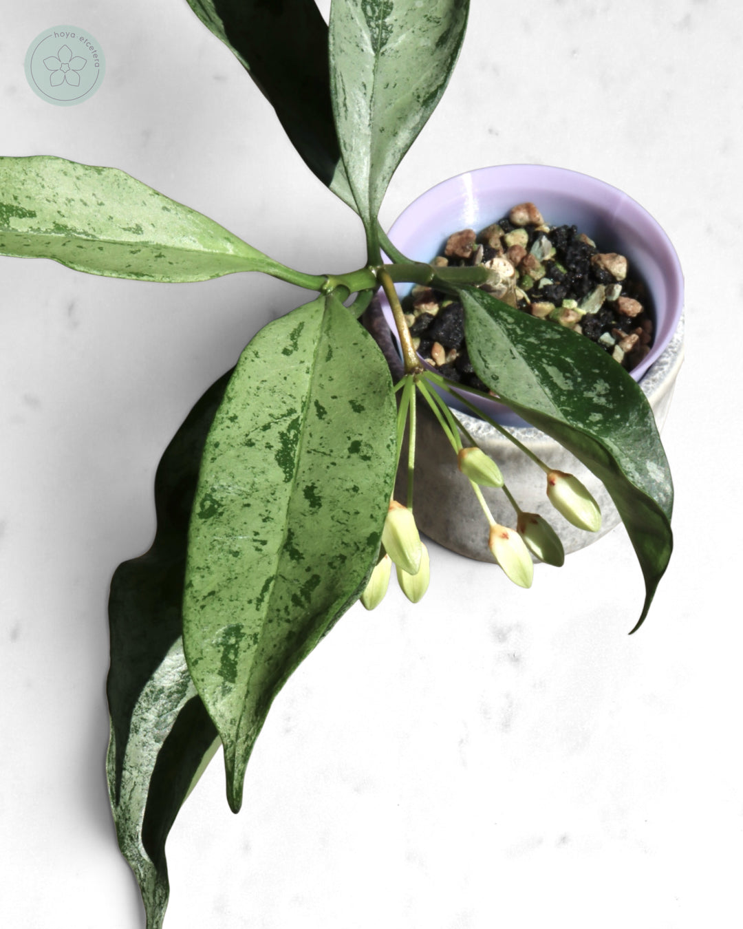 Hoya occultata (silver)